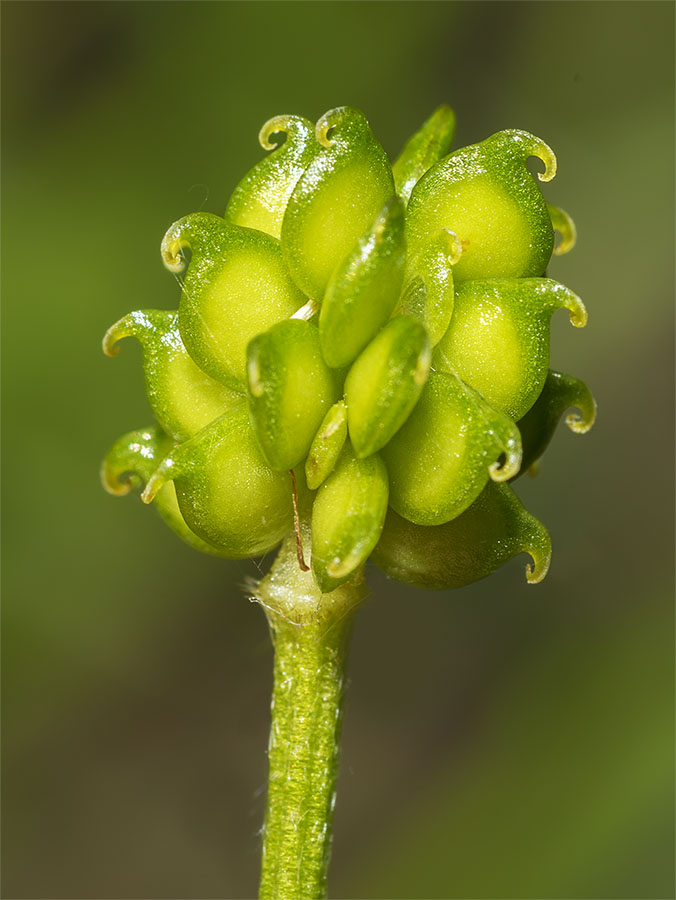 Ranunculus lanuginosus